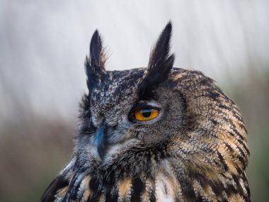 Avrasya Kartal Baykuşu bir ağaç gövdesi ne tünemiş