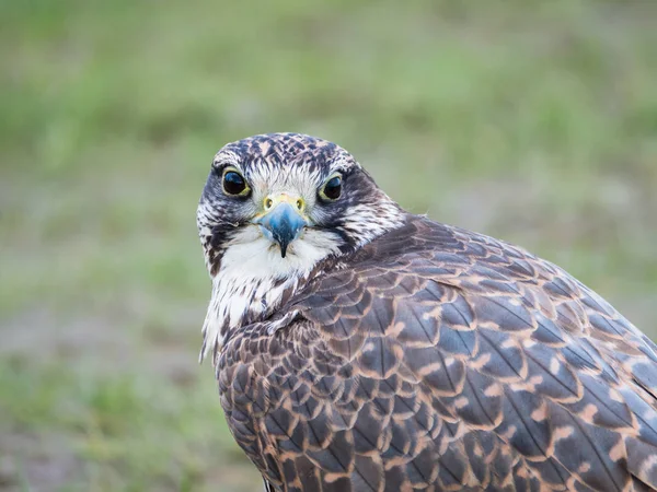 Lanner halcón se sienta sobre un fondo verde — Foto de Stock