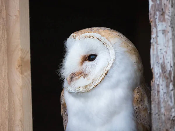 納屋のフクロウの近くの景色 — ストック写真