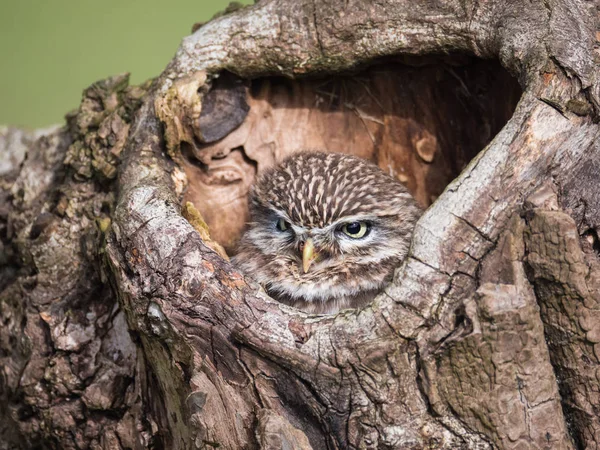 Mała sowa siedząca na pniu drzewa — Zdjęcie stockowe