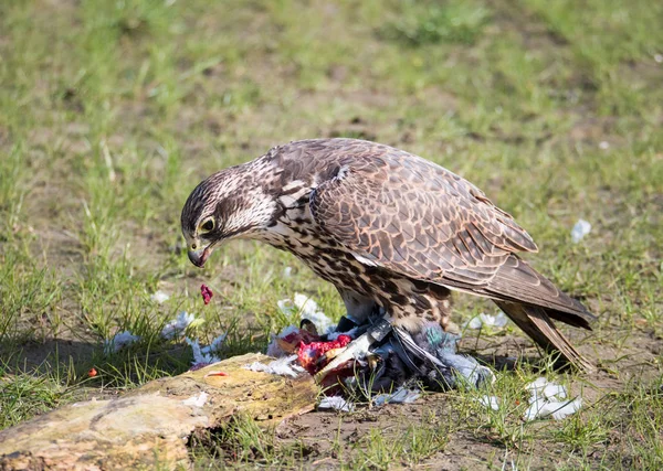 Faucon bannière et sa proie pigeon dans la prairie — Photo