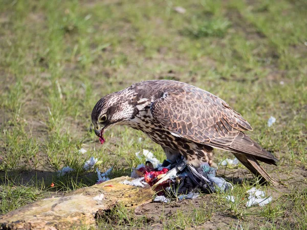 Lanner falcon and his pigeon prey in meadow — Stock Photo, Image