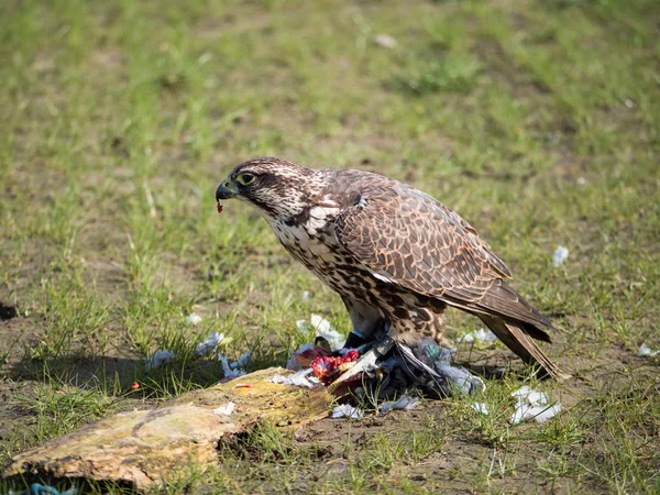 Lanner falcon and his pigeon prey in meadow — Stock Photo, Image