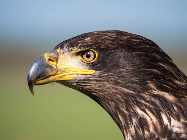 Close-up of an immature American bald eagle — Stock Photo, Image