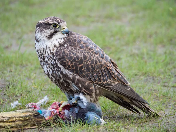 Faucon bannière et sa proie pigeon dans la prairie — Photo