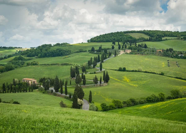 Cypress Road Near klein dorpje Monticchiello, Toscane, Italië — Stockfoto