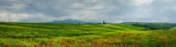 Панорама Тосканского месторождения близ Сиены летом — стоковое фото