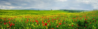 Yaz aylarında Siena yakınlarındaki Toskana alanıPanorama