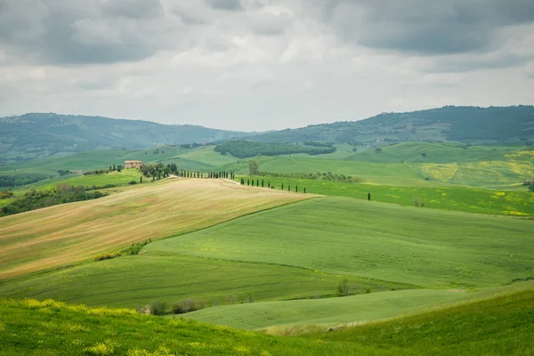 Amapolas en un campo en Toscana, Italia — Foto de Stock
