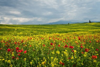 Poppies Toskana, İtalya'da bir alandır