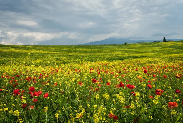 Poppies est un champ en Toscane, Italie — Photo