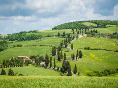 Monticchiello küçük bir köy yakınlarındaki Selvi yol, Toskana, İtalya