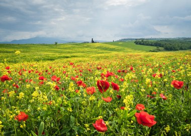 Poppies Toskana, İtalya'da bir alandır