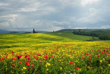 Poppies Toskana, İtalya'da bir alandır