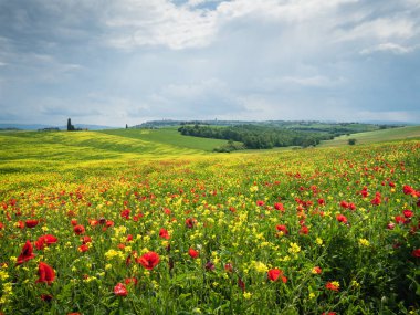 Poppies Toskana, İtalya'da bir alandır