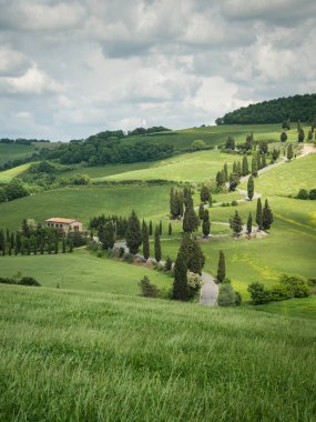Monticchiello küçük bir köy yakınlarındaki Selvi yol, Toskana, İtalya