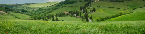 Zypressenstraße in der Nähe von monticchiello, Toskana, Italien — Stockfoto