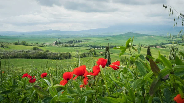 Маки в поле в Тоскане, Италия — стоковое фото