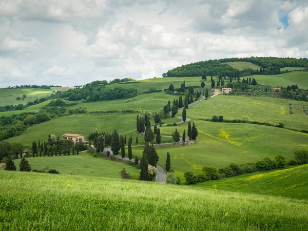 Cypress út közelében kis falu Monticchiello, Toszkána, Olaszország — Stock Fotó