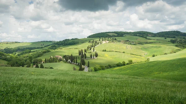 Carretera de ciprés cerca del pequeño pueblo de Monticchiello, Toscana, Italia — Foto de Stock