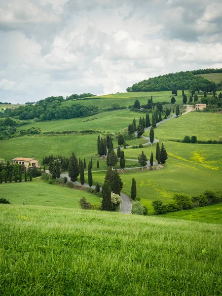 Silnice Cypress v blízkosti malé vesničky Monticchiello, Toskánsko, Itálie — Stock fotografie