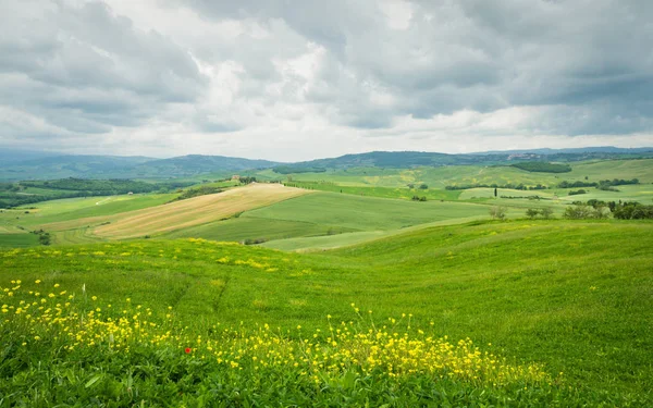 Amapolas en un campo en Toscana, Italia — Foto de Stock