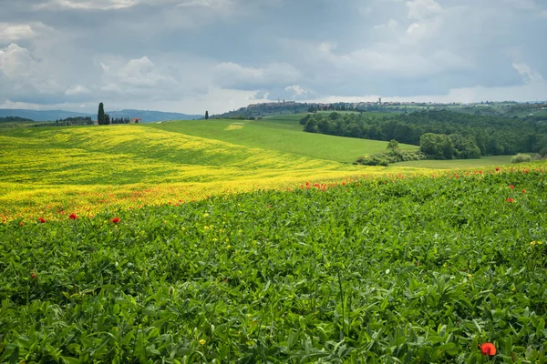 Poppies es un campo en Toscana, Italia —  Fotos de Stock