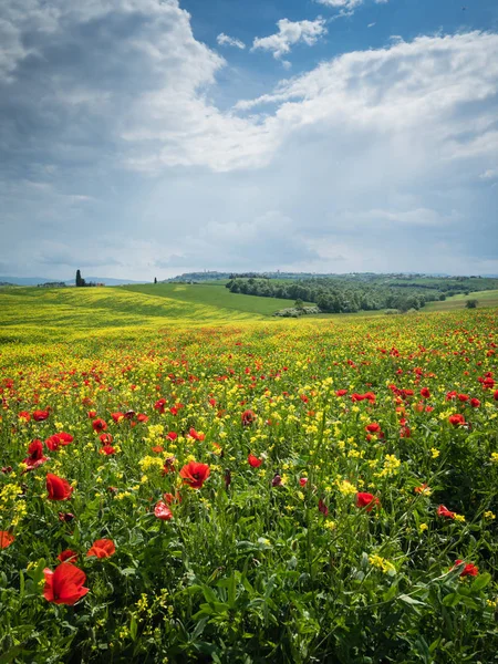 Poppies est un champ en Toscane, Italie — Photo