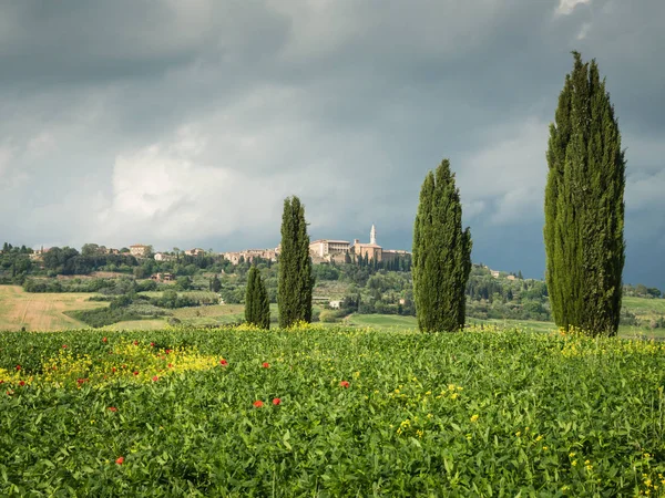 Poppies i ett fält i Toscana, Italien — Stockfoto