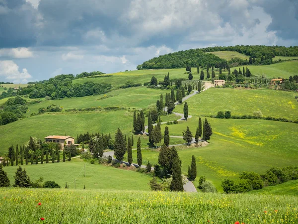 Cypress út közelében kis falu Monticchiello, Toszkána, Olaszország — Stock Fotó
