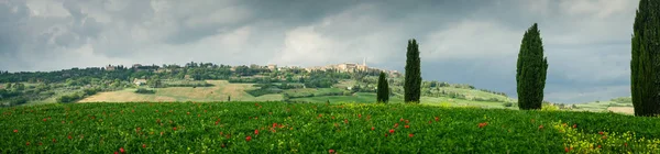 Mohn auf einem Feld in der Toskana, Italien — Stockfoto