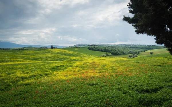 Poppies es un campo en Toscana, Italia — Foto de Stock