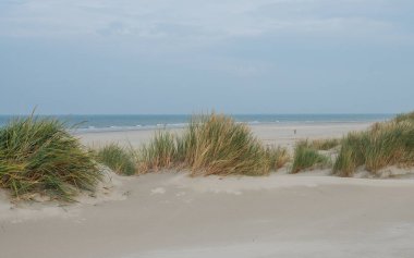 Terschelling Adası 'ndaki kumullar