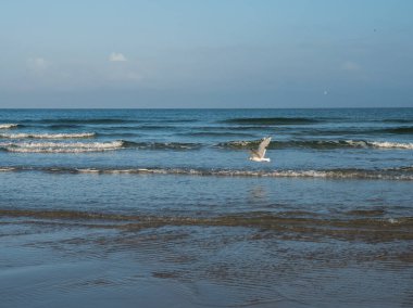 Hollanda Waddenzee kıyı şeridi üzerinde uçan martı