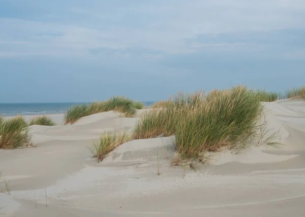 Travnaté duny na ostrově Terschelling — Stock fotografie