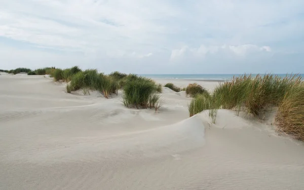 Travnaté duny na ostrově Terschelling — Stock fotografie