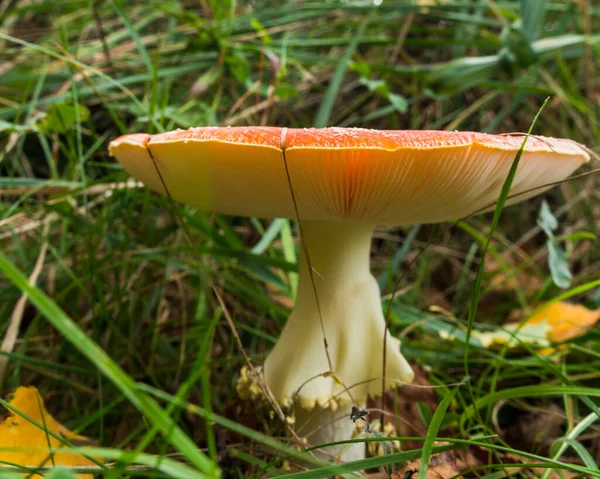 Visa på gälarna av en stor fluga agaric — Stockfoto