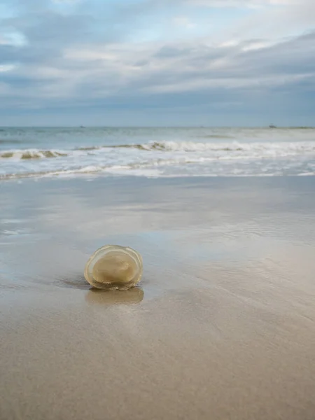 Medusas encalhadas na costa holandesa do Mar de Wadden — Fotografia de Stock