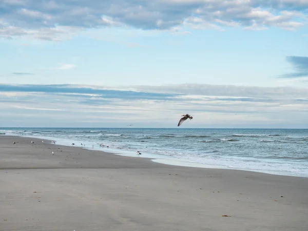 Pássaro voando sobre a costa holandesa do Mar de Wadden — Fotografia de Stock