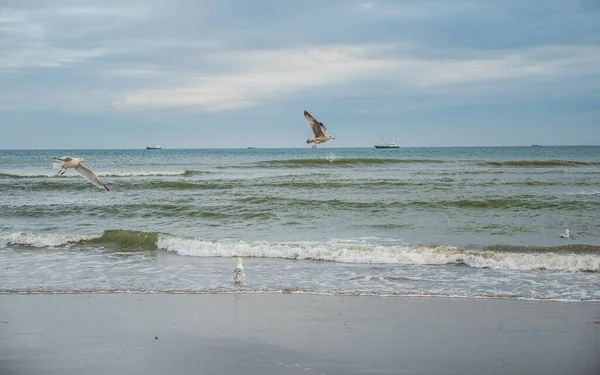 Vögel fliegen über holländische Wattenmeerküste — Stockfoto