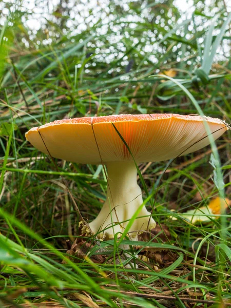 View on the gills of a large fly agaric — Stock Photo, Image