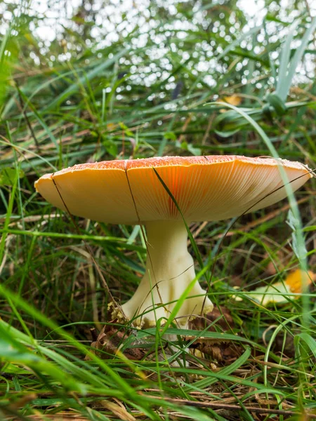 Visa på gälarna av en stor fluga agaric — Stockfoto