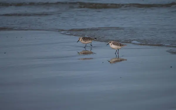 Dwa małe ptaki plażowe wzdłuż holenderskiego wybrzeża — Zdjęcie stockowe