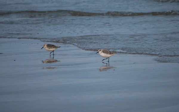 Dwa małe ptaki plażowe wzdłuż holenderskiego wybrzeża — Zdjęcie stockowe