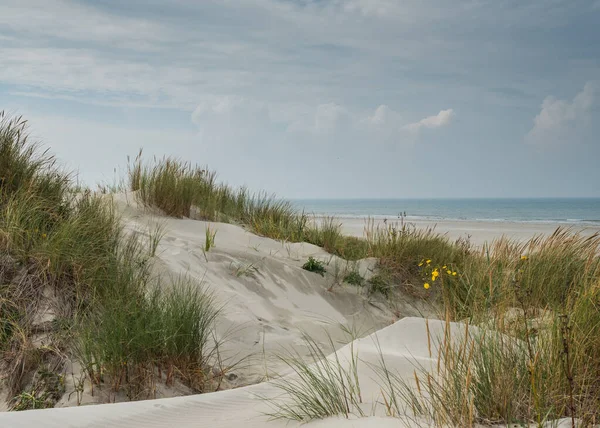 Travnaté duny na ostrově Terschelling — Stock fotografie