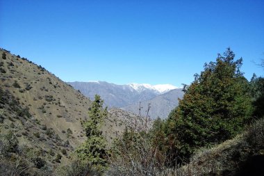 Orman çam ve mavi gökyüzü