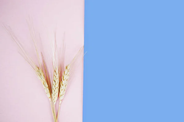 Золоті Колоски Пшениці Рожево Синьому Фоні Вид Зверху — стокове фото