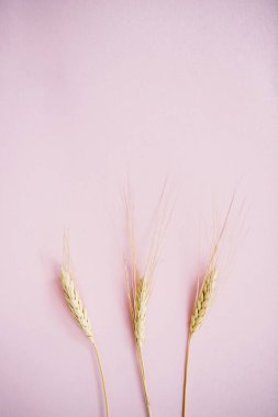 pembe arka plan üzerinde buğday altın sivri, üst görünümü 