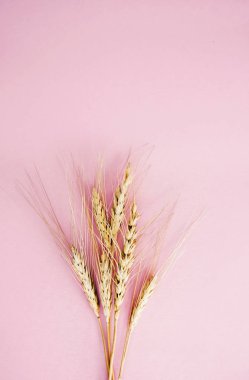 pembe arka plan üzerinde buğday altın sivri, üst görünümü 