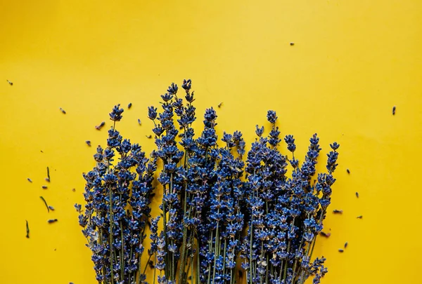 Lavanda sobre fondo amarillo. Puesta plana . — Foto de Stock